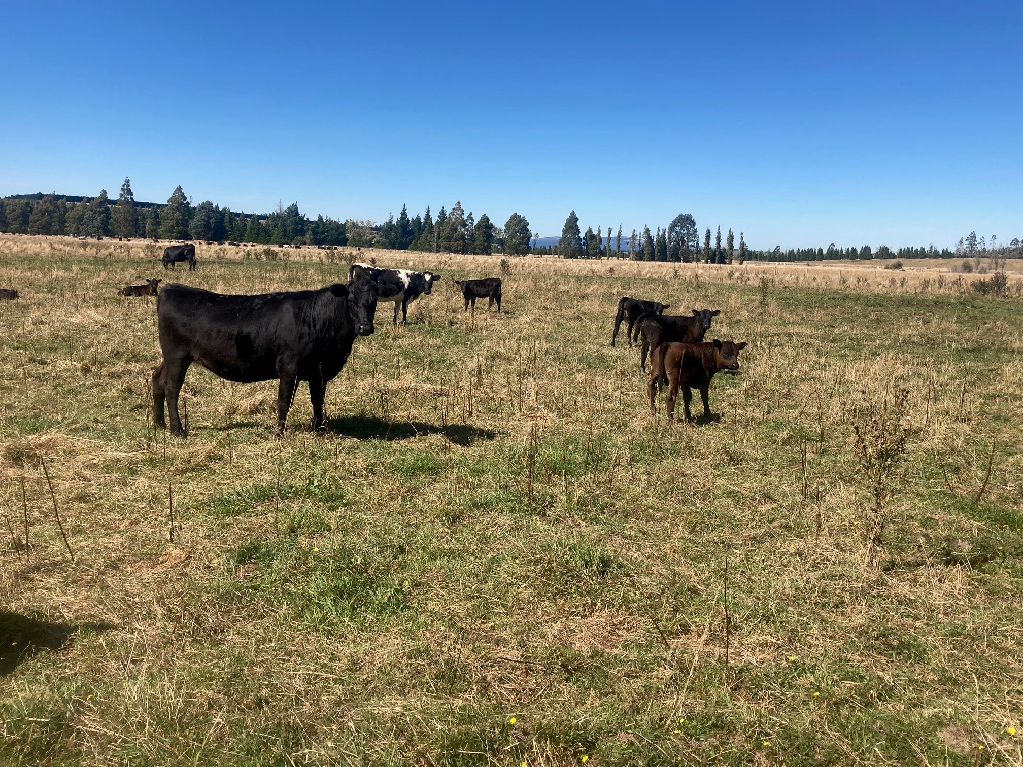 Current livestock listings South Island, NZ Rural Livestock